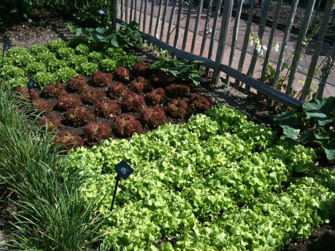 Mooie kleurencombinatie in groente tuin in Engeland.