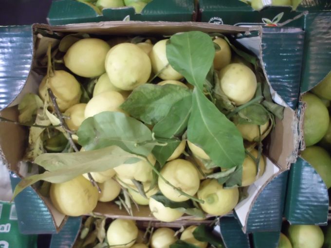 Bergamotto of bij ons de ronde citroen genoemd. Deze vrucht zijn sap is zachter , minder agressief dan de citroen en daarom zeer geschikt voor in verse salades en marinades. 