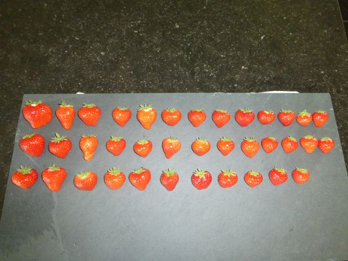 Kwaliteitscontrole van aardbeien. Hier zaten er 37 stuks in de ravier van 500gr. We vonden een te groot verschil in formaat. Ze waren wel echt vers. Weet dat kleine aardbeien een andere prijsklasse hebben( goedkoper zijn) .De kleine zaten ook allemaal onderaan. 