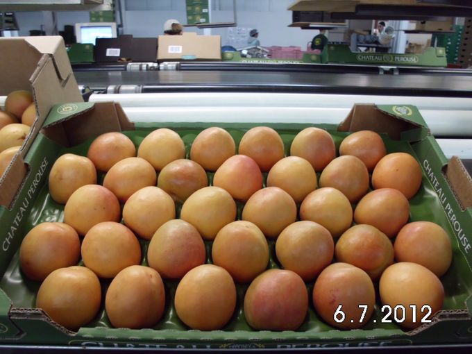 De betere merken in abrikozen zullen hun eerste kwaliteit ook verkopen in enkele laag . Abrikozen die los liggen in de dozen halen meestal niet hetzelfde kwaliteitsniveau. 