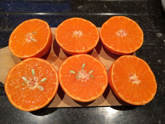Kwaliteitscontrole bij de clemenvilla mandarijn verkocht als persmandarijn. Deze variëteit bevatte toch wel wat pitten.
Wenst u veel klein citrus te verkopen dan is het nuttig om regelmatig controle te doen op de aangekochte merken en variëteiten. wk2/15
