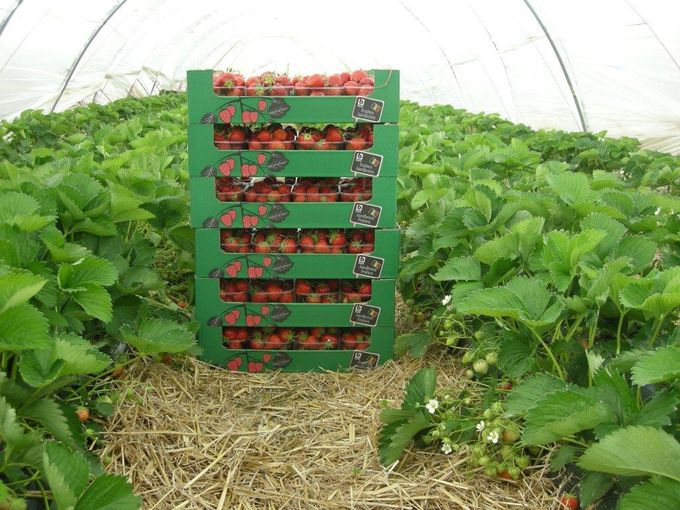 Volle grond aardbeien van BONI selection in mei 2015.