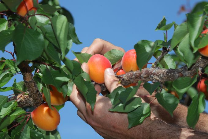 Natuurlijk gerijpte abrikozen op de boom. Dit fruit is een echte lekkernij.Foto Domaine Bayrad.