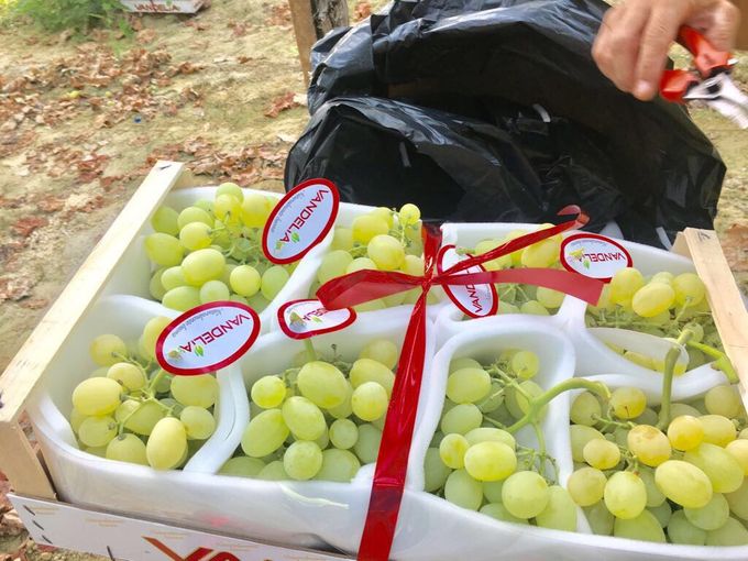 Kwaliteitsdruiven zijn druiven met een fijn waslaagje op de schil en de steeltjes moeten vers groen zijn.
Kwaliteitsdruiven worden meestal verpakt per 8 trossen in een kist.
