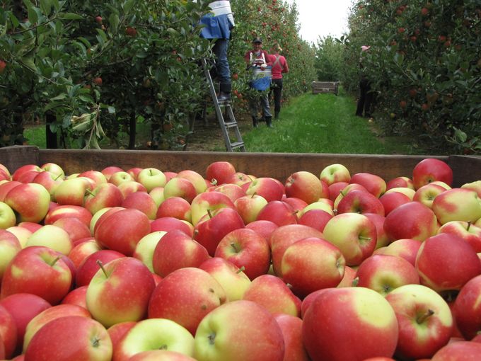 Ja onze Belgische Jonagold blijft de meest verbruikte appel in België. 4 op de 10 gegeten appels in België iseen lekkere Jonagold. 