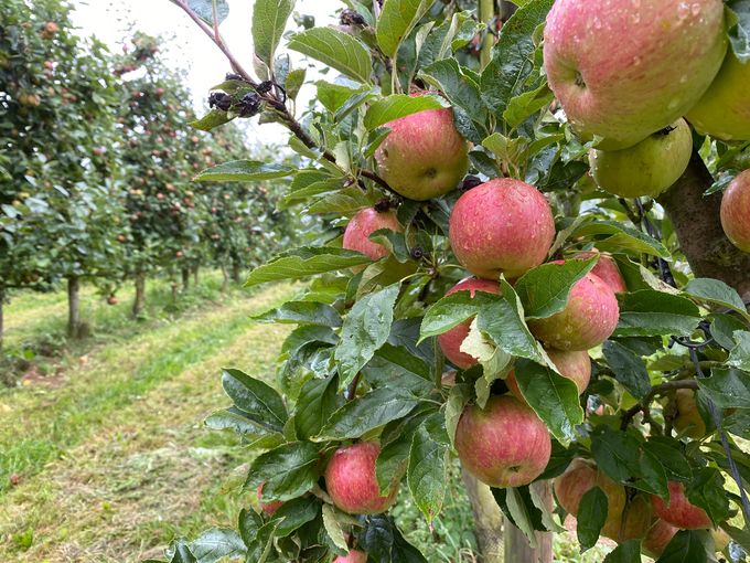 BIO fruit. Inderdaad meer en meer komen er lekkere Bio appels in productie. Ik vond echt lekkere  appels zoals de Pirouette, de Topaz, de Santana, en de Natyra . Ik vond dit lekker fruit in het Hageland. 